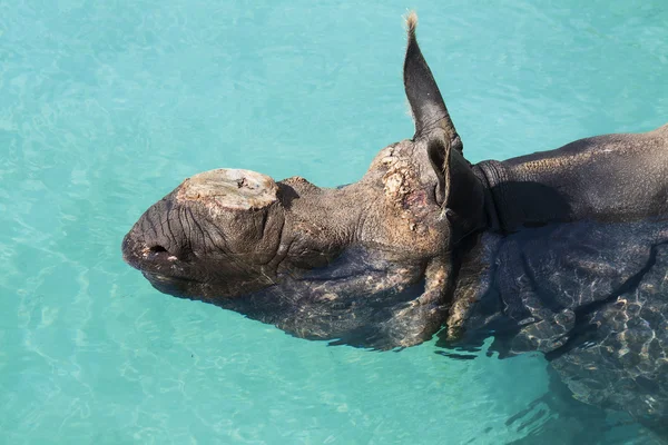Nosorożca w spokojnej wodzie w kąpieliskach — Zdjęcie stockowe