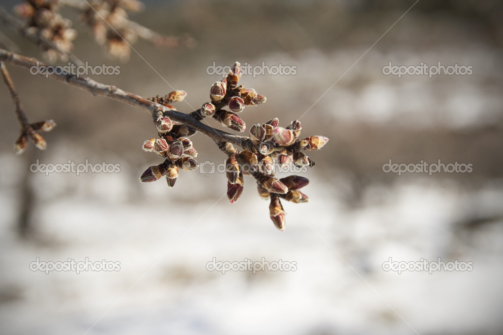 The almond tree pink unopened buds close-up with snow at backgro