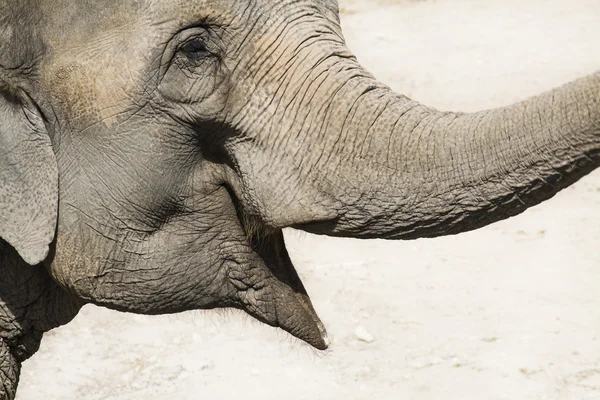 Elephant head, close up — Stock Photo, Image
