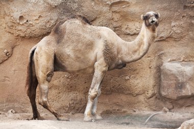 dromedary portre kameraya bakıyor