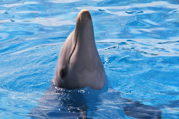 A jumping dolphin in blue water — Stock Photo, Image