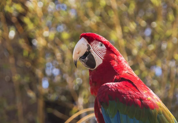 Guacamayo rojo sentado en una rama — Foto de Stock