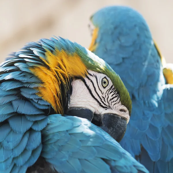 Preening Arara Azul e Amarelo — Fotografia de Stock