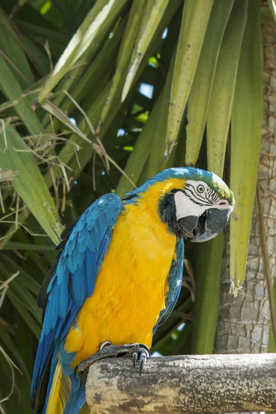 Macaw azul e amarelo posando sobre um ramo — Fotografia de Stock