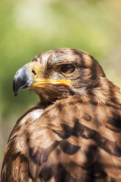 Golden eagle close up — Stock Photo, Image