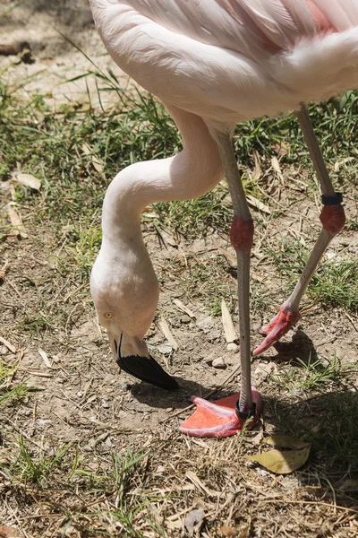 Kırmızı flamingo portresi — Stok fotoğraf