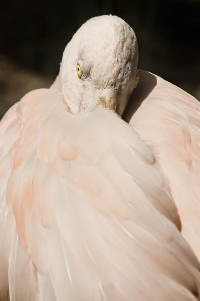 Retrato de flamingo vermelho dançando, close-up — Fotografia de Stock