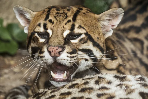 Ocelot portrét s otevřenou pusou — Stock fotografie