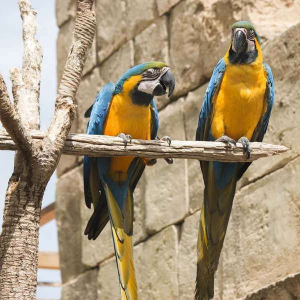 Dois Macaw azul e amarelo jogando no ramo — Fotografia de Stock