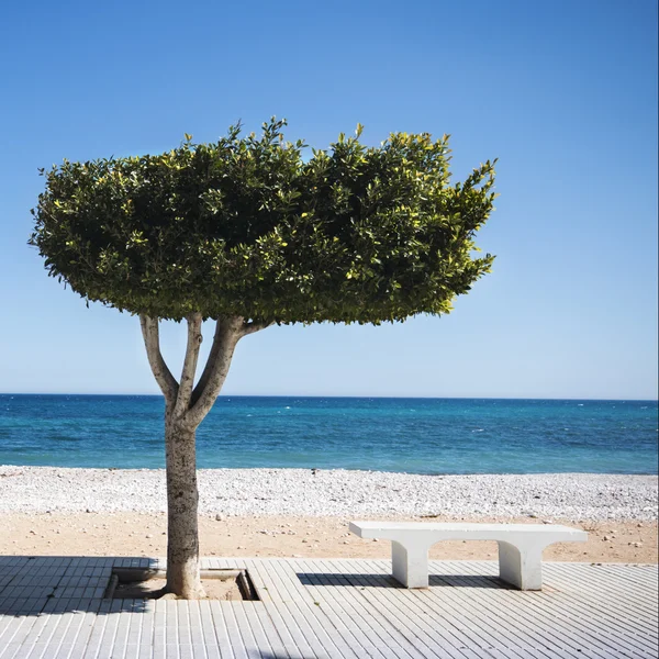 Ławka pod drzewem na słonecznej plaży, altea, Hiszpania — Zdjęcie stockowe