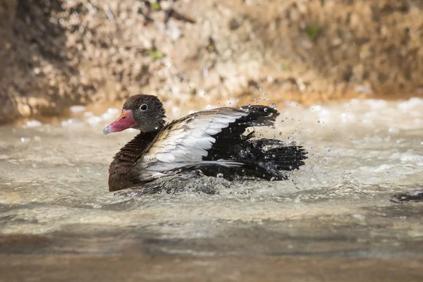 A brown duck bathing and shaking off water — Stock Photo, Image