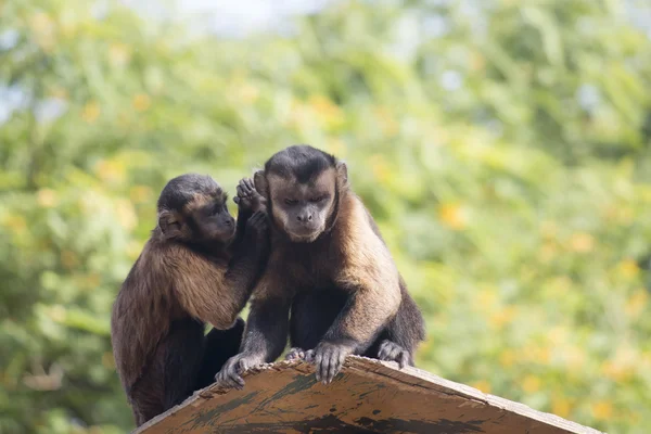 Um par de capuchinhos adornados, também conhecidos como Brown ou Black-capped — Fotografia de Stock