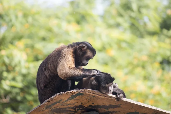 Un par de capuchinos con copetudo, también conocidos como marrones o capuchones negros —  Fotos de Stock