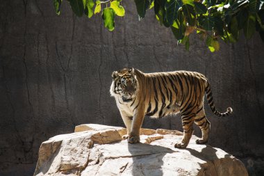 kayanın üzerinde bir kaplan uyarı portresi