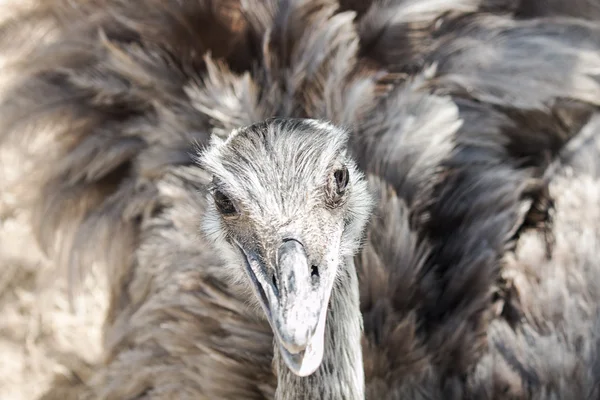 Güzel rhea kameraya bakıyor — Stok fotoğraf