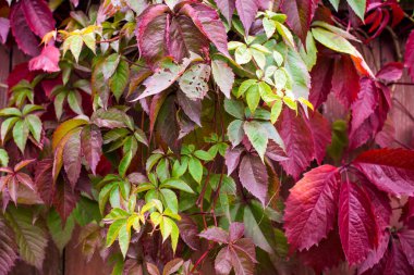  Partenosissus quinquefolia, bilinen adıyla Virginia Creeper, Victoria Creeper, beş yapraklı sarmaşık. Kırmızı yaprak arka plan, kırmızı ahşap duvar. Doğal arka plan. Yüksek kalite fotoğraf