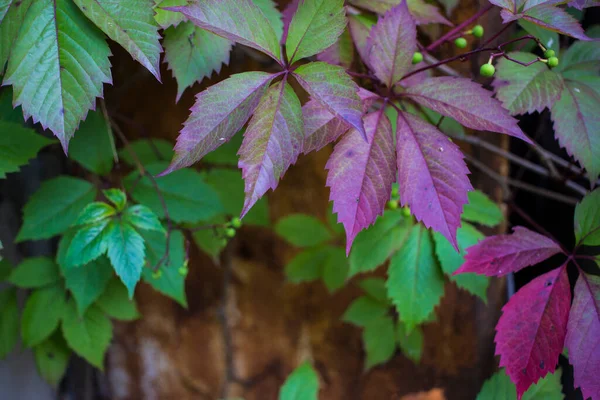 Parthenocissus Quinquefolia Bekend Als Virginia Creeper Victoria Creeper Vijfbladige Klimop — Stockfoto