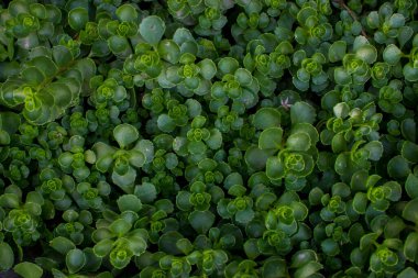 Açık güneşli bir günde Saxifrage bitkisinin rengi yeşildir..