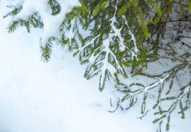 Yeşil köknar dalları. Karların altındaki Noel ağaçları. Noel ve Yeni Yıl Kış arka planı. 