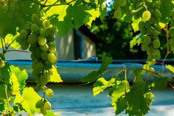 Zralé zelené hrozny na vinici. Hrozny zelené chutnají sladce rostoucí přirozeně. Zelené hrozny na vinné révě v zahradě — Stock fotografie
