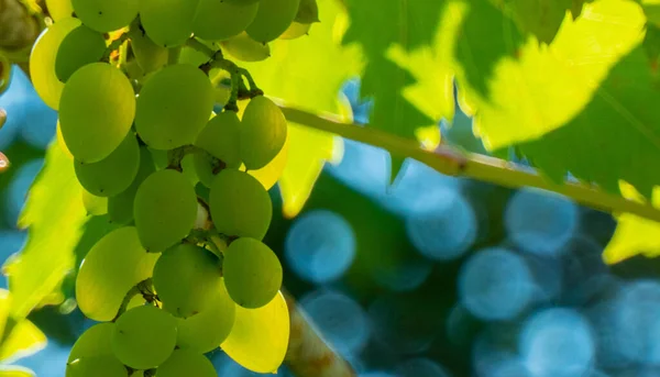 Ripe green grape in vineyard. Grapes green taste sweet growing natural. Green grape on the vine in garden. Banner with copy space. High quality photo