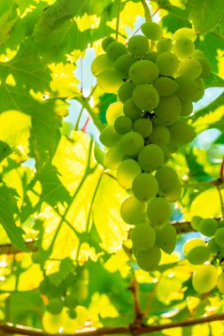 Üzüm bağında olgun yeşil üzüm. Üzüm yeşili, tatlı ve doğal yetişiyor. Bahçedeki sarmaşıkta yeşil üzüm. Yüksek kalite fotoğraf
