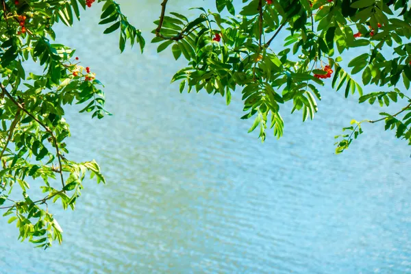 Větve jeřábu s červenými bobulemi na pozadí modré vody. Podzim a přírodní zázemí. Podzimní prapor s bobulemi a listy. Kopírovat prostor. — Stock fotografie