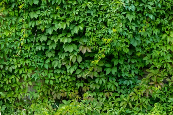 Parthenocissus quinquefolia 、バージニアクリーパー、ビクトリアクリーパー、 5葉ツタとして知られています。緑の葉。自然背景. — ストック写真