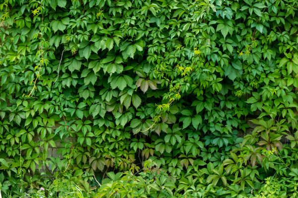  Parthenocissus quinquefolia, known as Virginia creeper, Victoria creeper, five-leaved ivy. Green foliage. Natural background.