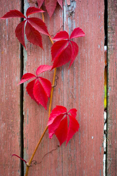 Parthenocissus quinquefolia, conhecida como Virginia creeper, Victoria creeper, hera de cinco folhas. Folhagem vermelha fundo parede de madeira vermelha. Fundo natural. — Fotografia de Stock