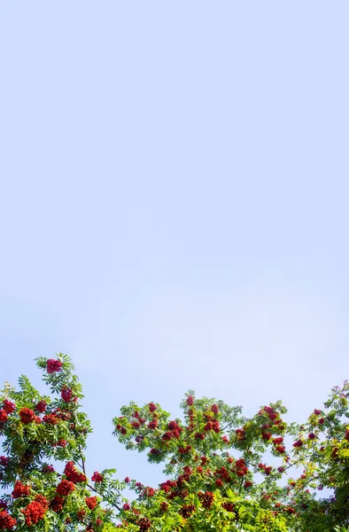 Větve Jeřábu Červenými Bobulemi Pozadí Modré Oblohy Prapor Podzim Přírodní — Stock fotografie