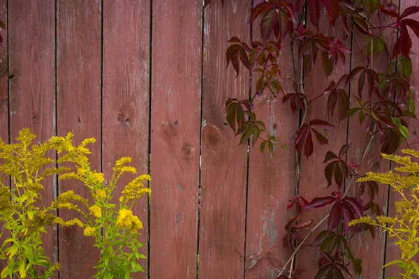 被称为弗吉尼亚爬虫 Virginia Creeper 维多利亚爬虫 Victoria Creeper 的五叶常春藤 Parthenocissus Quinquefolia 红叶背景红木墙 — 图库照片