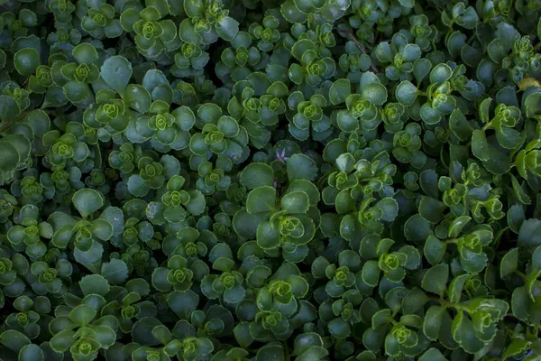 Saxifrage adlı bitki açık güneşli bir günde yeşil renktedir. Yüksek kalite fotoğraf