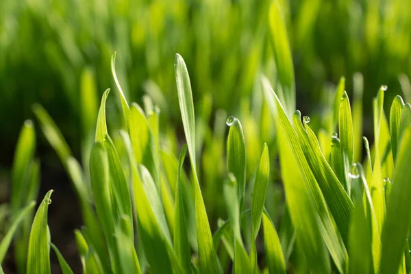 Field Sprouts Oats Early Morning Young Sprouts Wheat Closeup View — Stock Photo, Image