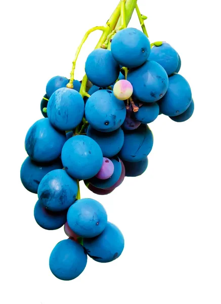 Mehrfarbige Weintrauben Kopierraum Weicher Fokus Hintergrund Hochwertiges Foto — Stockfoto