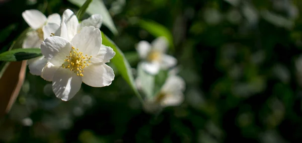 Piękny Biały Kwiat Jaśminu Pochmurny Letni Dzień Wysokiej Jakości Zdjęcie — Zdjęcie stockowe