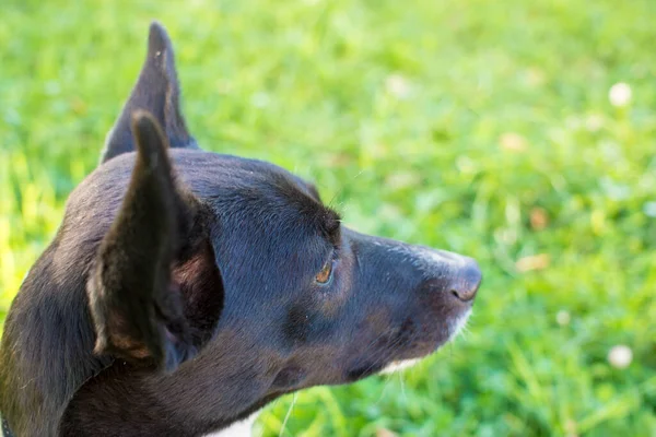 Портрет чорно-білої собаки в парку — стокове фото