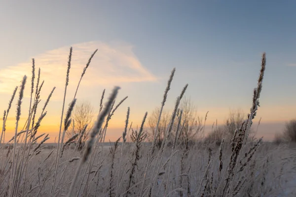 Сухі Вуха Снігу Тлі Білого Засніженого Поля Зимовий Сніжний Пейзаж — стокове фото