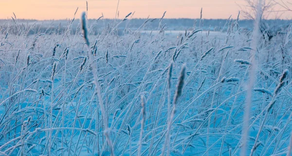 Сухі Вуха Снігу Тлі Білого Засніженого Поля Зимовий Сніжний Пейзаж — стокове фото