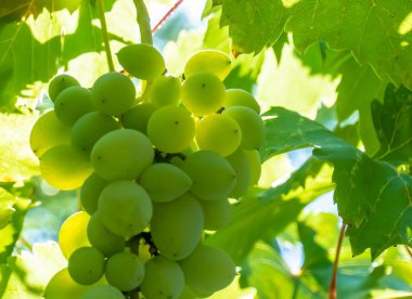 Üzüm bağında olgun yeşil üzüm. Üzüm yeşili, tatlı ve doğal yetişiyor. Bahçedeki sarmaşıkta yeşil üzüm. Yüksek kalite fotoğraf