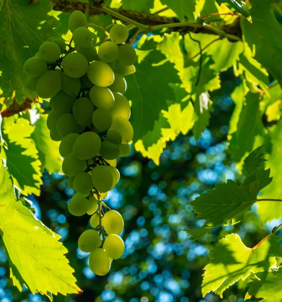 Ripe Green Grape Vineyard Grapes Green Taste Sweet Growing Natural — Stock Photo, Image