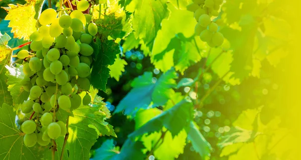 Mogna Gröna Druvor Vingården Druvor Grön Smak Söt Växer Naturligt — Stockfoto