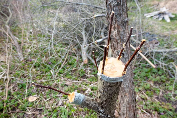 Geënte Fruitboom Een Boomgaard Hoge Kwaliteit Foto — Stockfoto