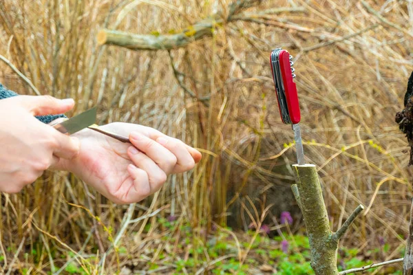 Meyve bahçesindeki meyve ağacını aşıladım. Yüksek kalite fotoğraf