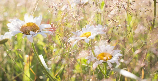 Kamomill Bakgrund Bland Naturen Blommor Vacker Scen Naturen Med Kamomill — Stockfoto