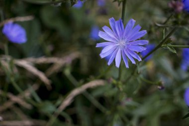 Hindiba çiçeği arka plan doğa. Yüksek kalite fotoğraf