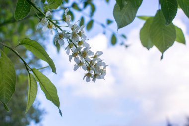 kuş kiraz ağaç bahar bahçe, tam Bloom. 