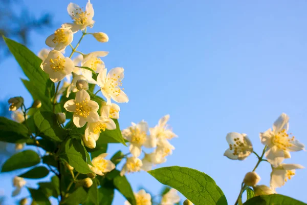 Όμορφο Λευκό Λουλούδι Γιασεμί Συννεφιασμένη Καλοκαιρινή Μέρα Υψηλής Ποιότητας Φωτογραφία — Φωτογραφία Αρχείου