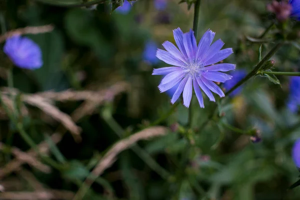 Achicoria Flor Fondo Naturaleza Foto Alta Calidad —  Fotos de Stock