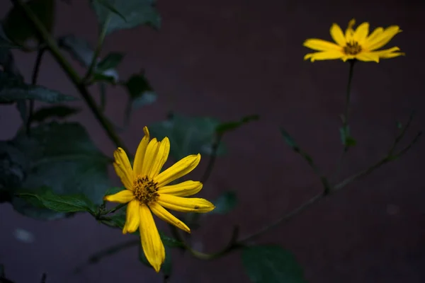 Желтый Цветок Иерусалимский Артишок Тревожный Цветочный Фон Высокое Качество Фото — стоковое фото